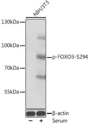 Western Blot: FOXO3 [p Ser294] AntibodyAzide and BSA Free [NBP3-05460]